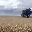 cornfield - richmond